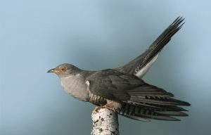 Full body photograph of a European cuckoo.