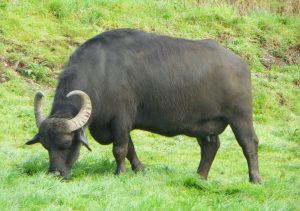 A Macroom Buffalo dairy cow grazing in a field.