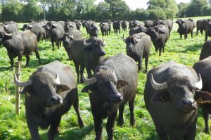 A herd of Macroom Buffalo dairy cows in their field.