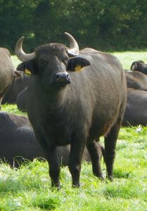 A Macroom Buffalo dairy cow looking at the camera.