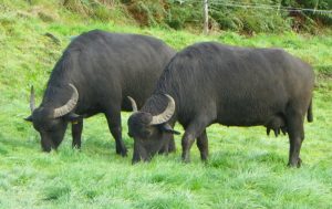 Two Macroom Buffalo dairy cows grazing in a field.